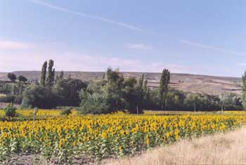 Along the Camino