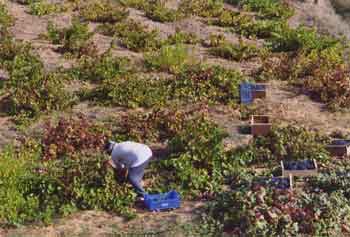 Vineyards along the Camino