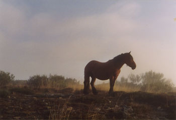 Horse in the mist