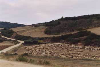 Camino Traffic Jam